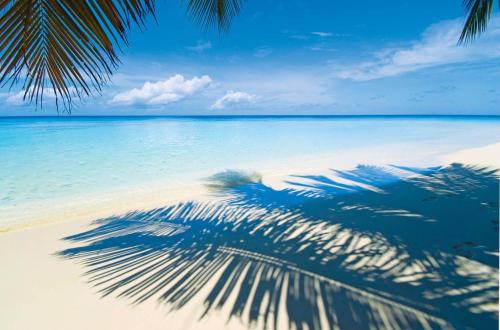 a shadow of a palm tree on a beach at Le BDM PLAYITA in Las Galeras