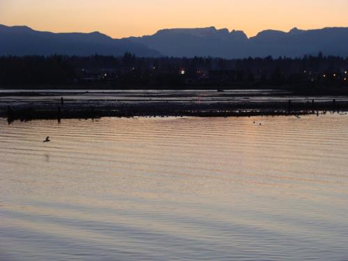 a bird swimming in the water at sunset at Estuary House Reflexology B&B in Courtenay