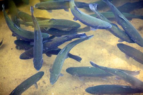 a group of fish swimming in a tank at Agroturystyka Pod Pstrągiem in Lipnica
