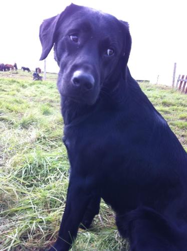a black dog is sitting in the grass at Country Dream - Langholt 2 in Selfoss