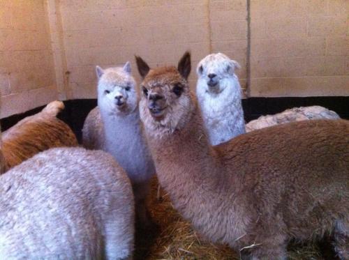 a group of llamas standing next to each other at The Stables - Deer Park Farm in Solihull