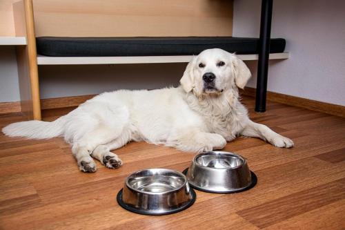 a white dog laying on the floor next to two food bowls at Ibis Poznan Stare Miasto in Poznań