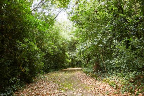 a dirt road in the middle of a forest at Casa D Obidos in Óbidos