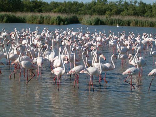 a large flock of flamingos standing in the water at Le Régence in Arles
