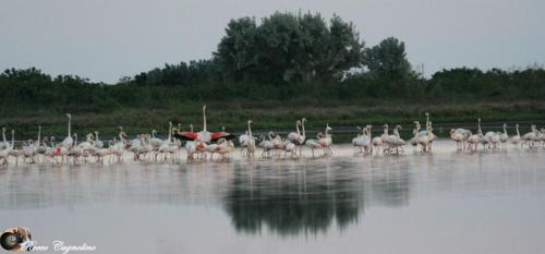 a flock of flamingos standing in the water at Albergo Ristorante Uspa in Gorino Ferrarese