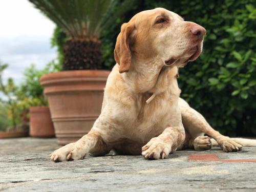 a brown dog laying on the ground at Agriturismo Villani Poderi Nesti & Cupoli in Lastra a Signa