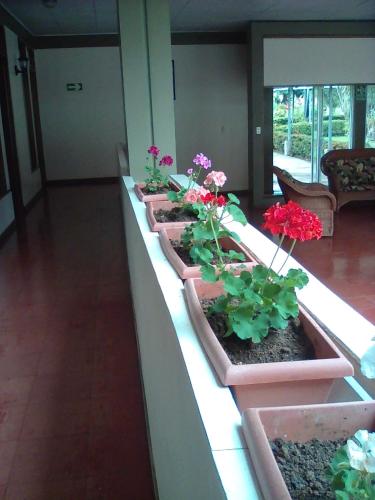 Fotografie z fotogalerie ubytování Hotel Arbol Dorado v destinaci San Gerardo