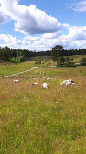 a group of sheep laying in a field of grass at The Sheep Inn B&B in Arvika