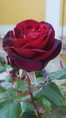 Imagen de la galería de Le Rose di Modica, en Módica