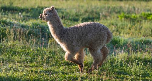 a llama standing in a field of grass at Tourist Farm Mali Raj in Dolenci