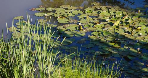 a bunch of lily pads on the water at Tourist Farm Mali Raj in Dolenci