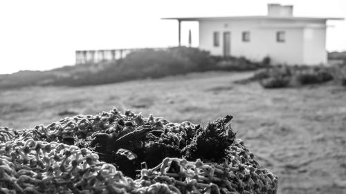 a pile of plants in a field with a building in the background at Magoito1 in Sintra