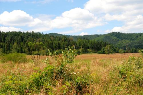 a field of grass with mountains in the background at Chutor Grzegorza in Wysowa-Zdrój