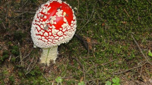 a red and white mushroom in the grass at Ayder Hasimoglu Hotel in Ayder Yaylasi