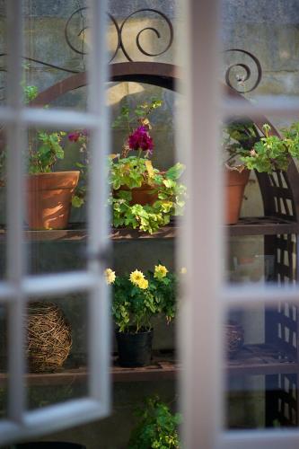a bunch of potted plants sitting on a shelf at Baruch Guesthouse on Lovell in Stellenbosch