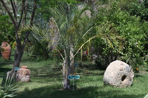 un jardin avec un palmier et un grand rocher dans l'établissement Hotel Dar Zitoune Taroudant, à Taroudant