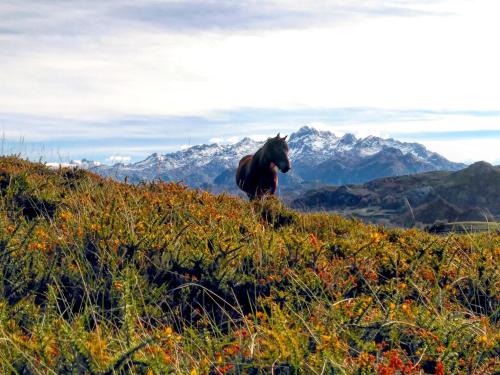 a horse running on a hill with mountains in the background at La Casona de Torió in Torío