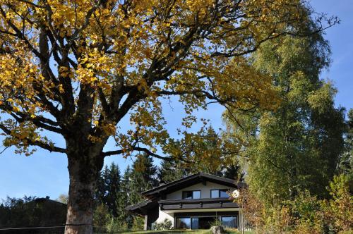 a house with a tree in front of it at Landhaus Blaubeerhügel in Ramsau am Dachstein
