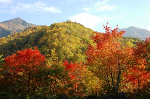 a forest of colorful trees in the fall at Nakao Kogen Hotel Kazaguruma in Takayama