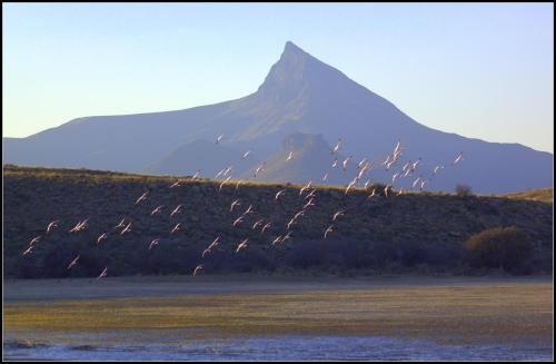 a flock of birds flying in front of a mountain at Ganora Guest Farm, Camping and Excursions in Nieu-Bethesda