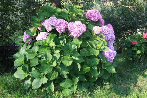 a bush of purple flowers in a garden at Albergo Diffuso Faller in Faller