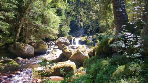 a stream in a forest with rocks and trees at Historic Hotel Ristorante La Stua in Cavalese