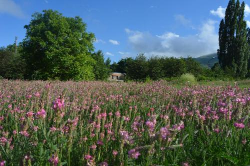 a field of pink flowers with a house in the background at Azoyan Holiday Resort in Sisian