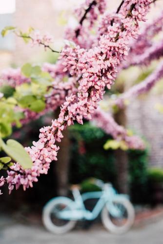 a blue bike parked under a tree with pink flowers at Castel Jolly in Rennes