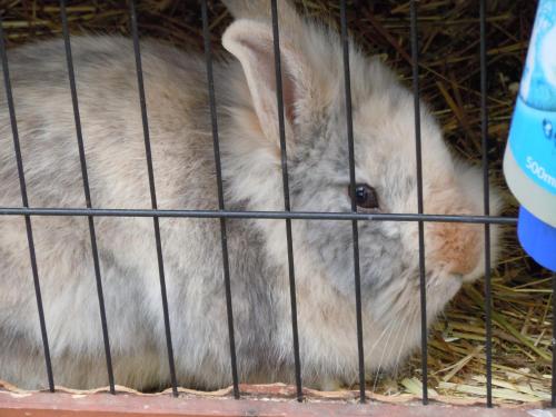 ゲストハウスの敷地内または近くにいる動物