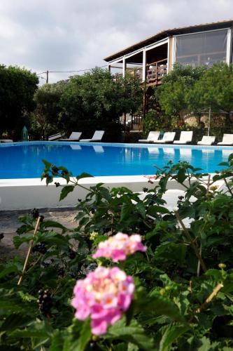 a swimming pool with chairs and flowers in front of it at Cretan Village Hotel in Agios Nikolaos
