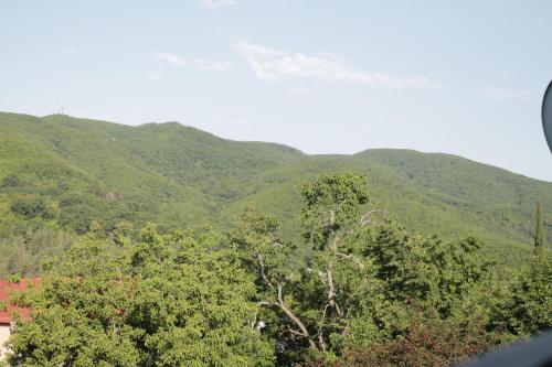 a group of trees with mountains in the background at Best Host in Sighnaghi