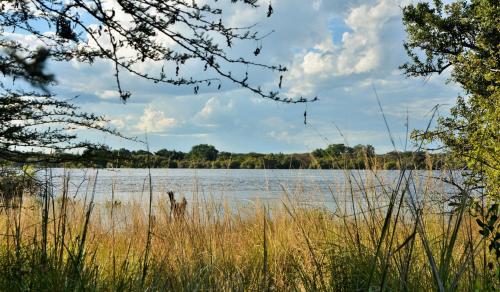 a view of a lake with tall grass at Thebe River Safaris in Kasane
