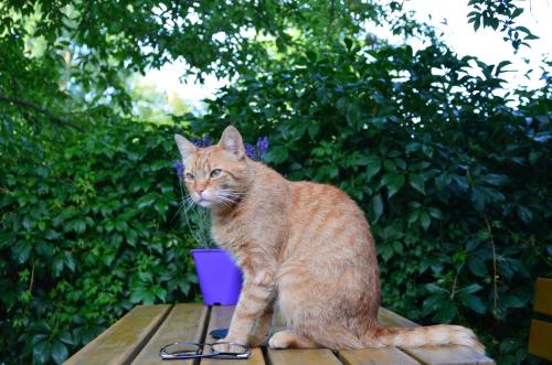 an orange cat sitting on top of a wooden table at Dom na Mazurach Pilec in Pilec