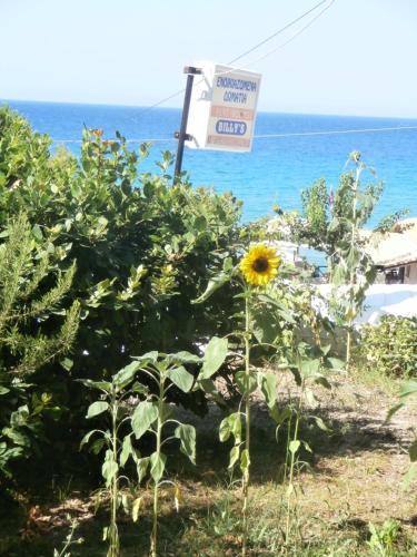 a sunflower in a garden next to a sign at Billy's Amoudi Apartments in Amoudi