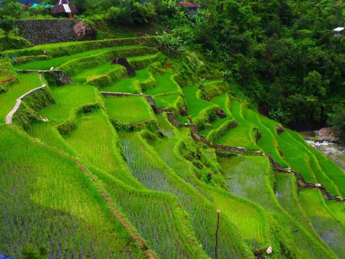 an aerial view of a green rice field at Bogah Lodge in Banaue