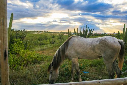 a horse grazing in a field near a fence at Pousada Recanto Beija-Flor in Fortim