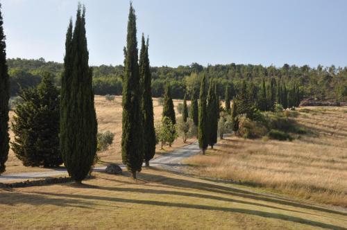 a row of trees in a field with a road at Agriturismo Escaia in Volterra