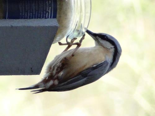 a bird is standing on a bird feeder at La Fermette Blanche in Nadrin