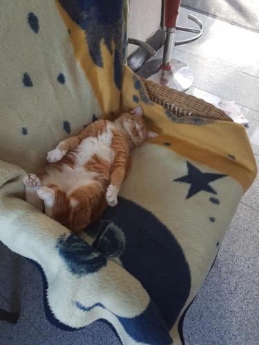 a cat laying on top of a couch at Stellina in Eitorf