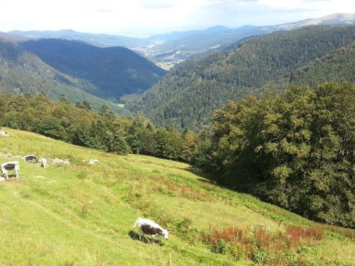 a group of cows grazing on a grassy hill at Chalet Mauselaine in Xonrupt-Longemer