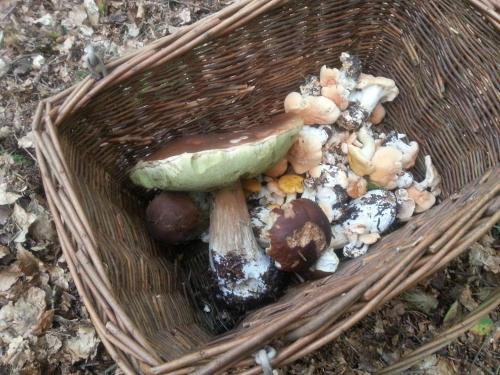 a basket filled with mushrooms and a green plant at Chalet Mauselaine in Xonrupt-Longemer