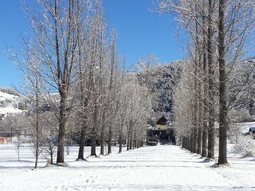 a row of trees in the snow in front of a building at Le Vieux Tilleul in Seyne