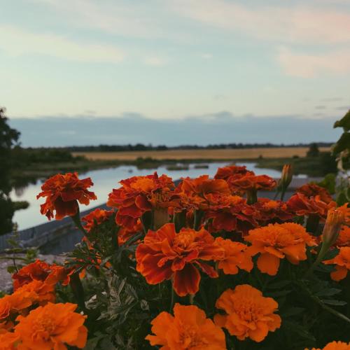 a bunch of orange flowers in front of a body of water at Ilmatsalu Motell in Ilmatsalu