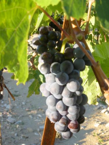 a bunch of grapes hanging from a vine at Le Mas de la Roche in Montbrison-sur-Lez