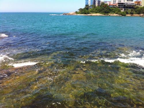 a body of water with algae in it at Pousada Recanto da Pedra in Iriri
