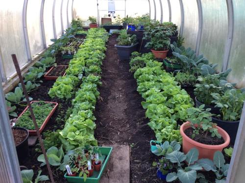 a greenhouse full of lettuce and other plants at Ferienbauernhof Koller (Familie Hofer) - Urlaub am Bauernhof in Helfenberg