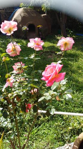 a group of pink flowers in the grass at Ollin Calli Hostal-Temazcal in Tepoztlán
