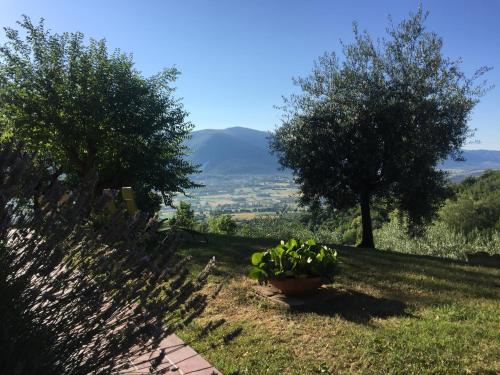 a garden with two trees and a pot of flowers at Casale degli ulivi in Gualdo Tadino