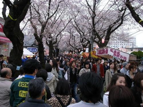 a crowd of people walking down a street with cherry trees at "Cherry House" is Direct to Narita,Haneda AP, Disney, Asakusa, Skytree Tower, Tokyo in Matsudo