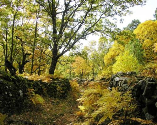 a painting of a path in a forest with trees at Apartamento JALAMA 2B in Moraleja